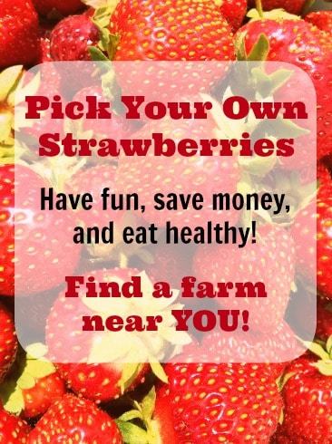 Pick Your Own Strawberries