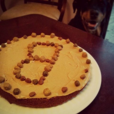 Easy to make outlet dog birthday cakes