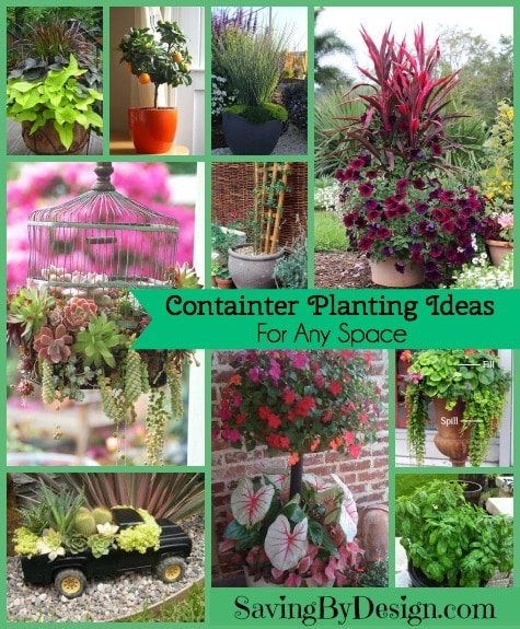 Container Planting Ideas Perfect for Any Space | Saving by Design