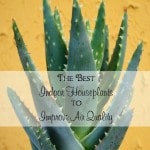 Make your decorating functional! Here are the best indoor houseplants to improve air quality while proving a wonderful aesthetic to your home.