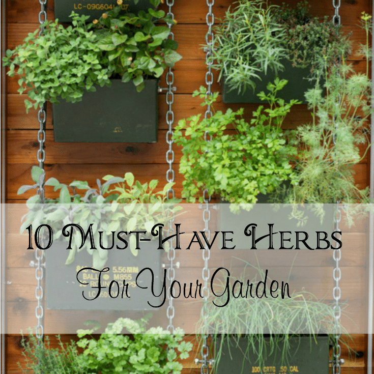 must-have herbs for your herb garden