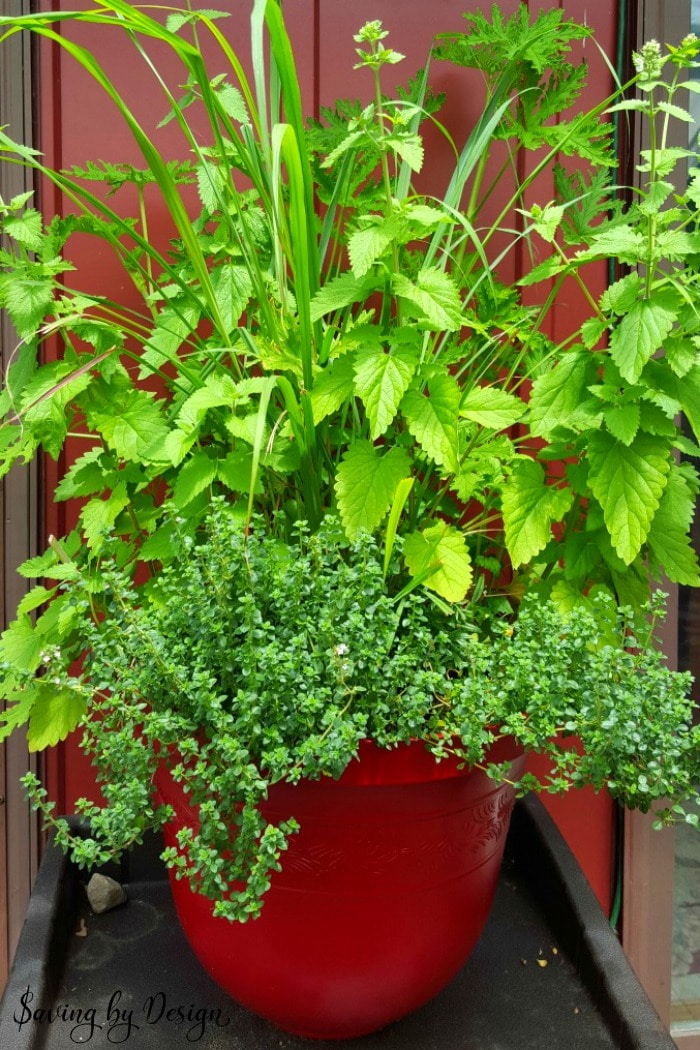 natural bug repellent planter