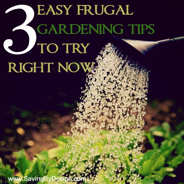 Summer is here! That means it’s time for swimming, barbecues, and gardening! Here are 3 frugal gardening tips to save on your planting needs.